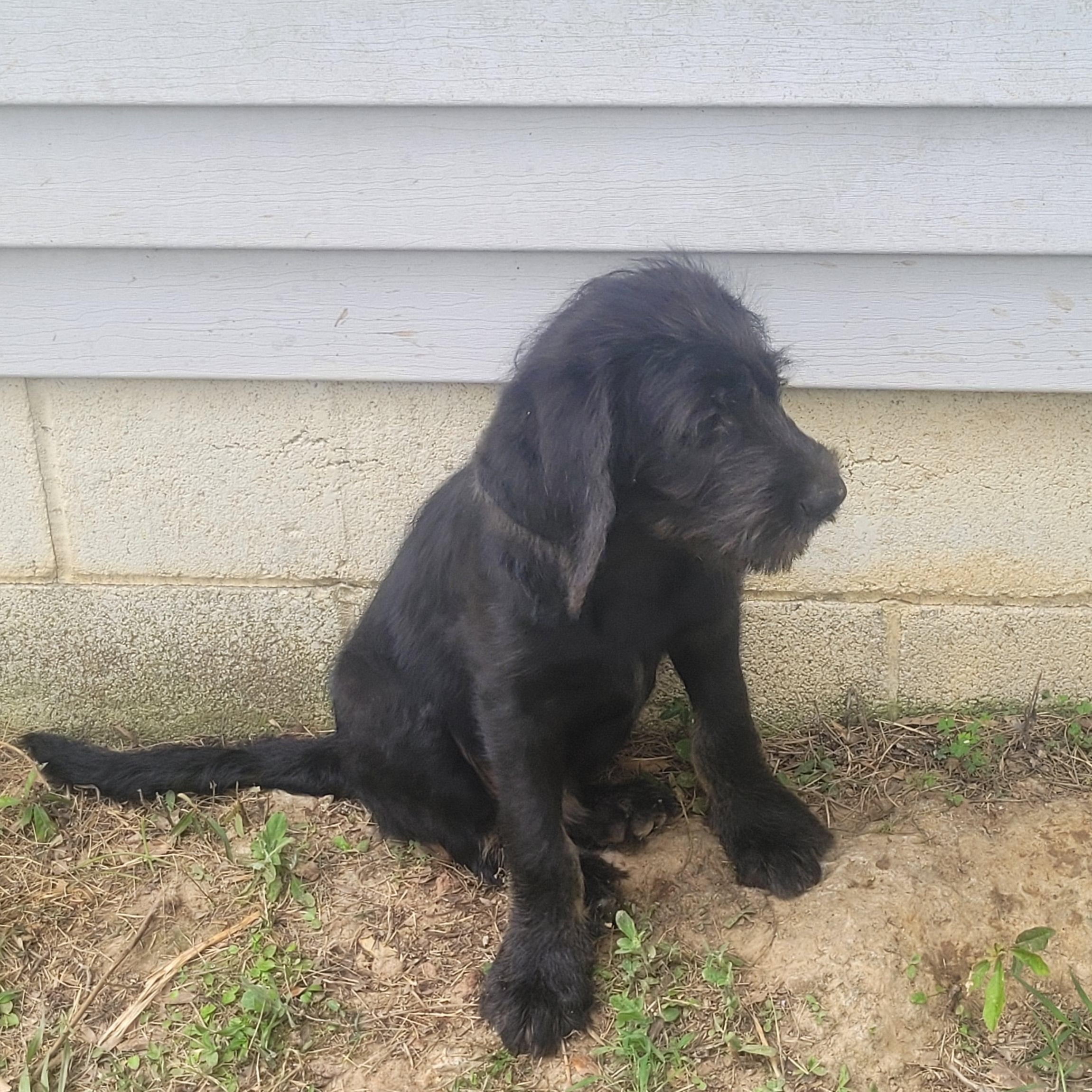 Grumpy, adopted, Puppy Male Poodle & Great Pyrenees.