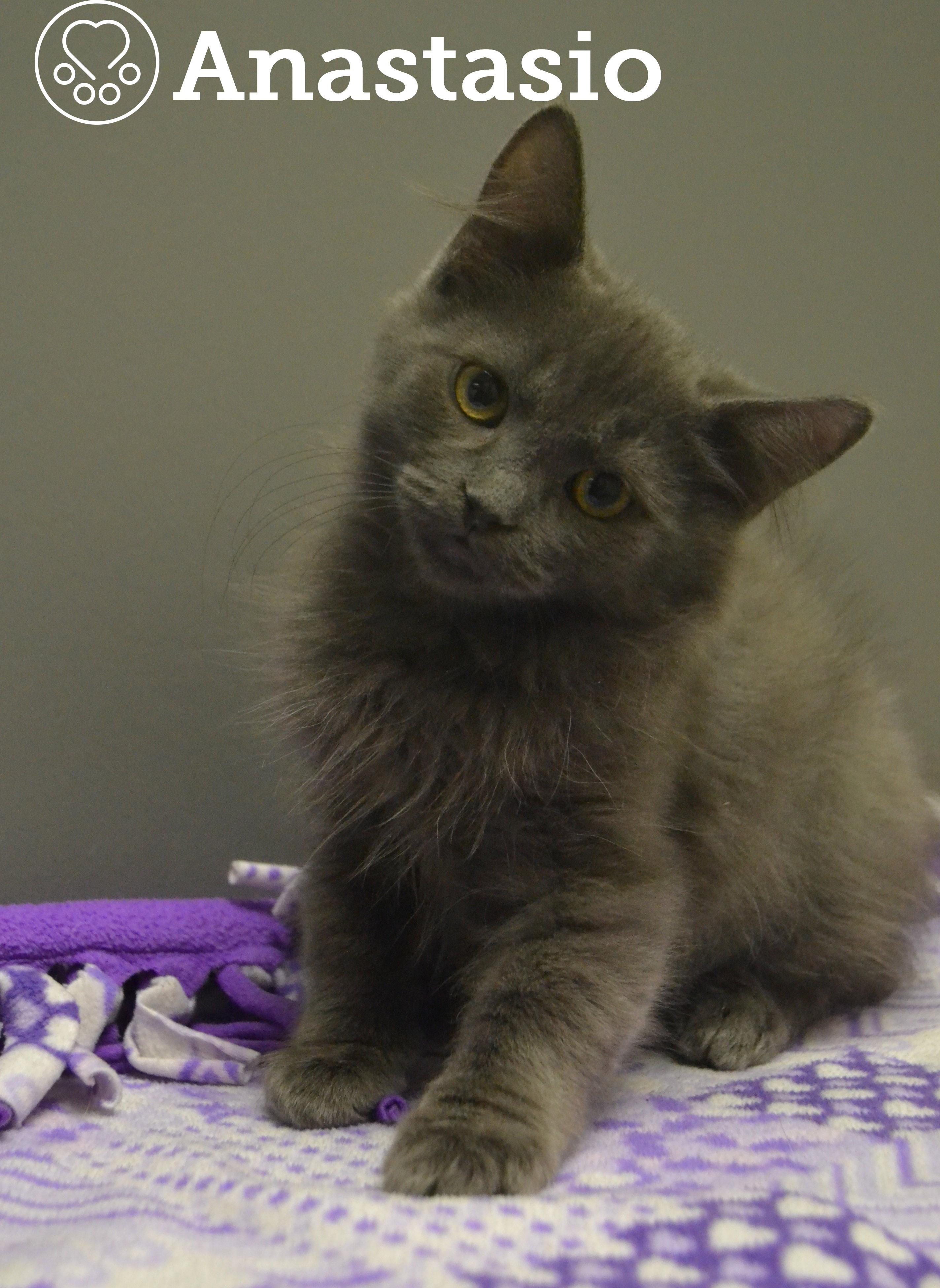 Anastasio, Adoptable, Kitten Male Domestic Short Hair.