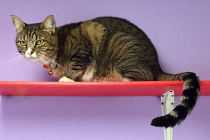Sabrina, Adoptable, Adult Female Domestic Short Hair & Domestic Short Hair.