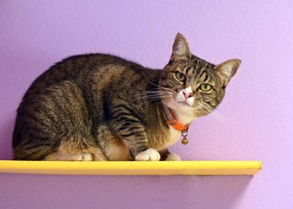 Sabrina, a Adoptable mixed breed in Baton Rouge, LA image 2/3