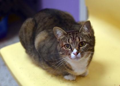 Sabrina, a Adoptable mixed breed in Baton Rouge, LA image 3/3