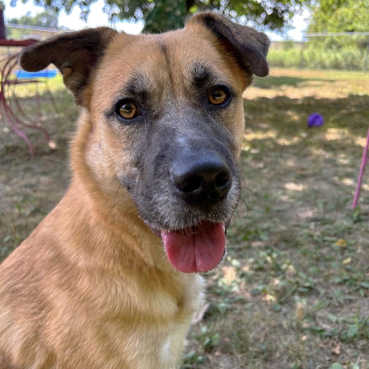 Enlarge Brownie , a ADOPTABLE German Shepherd Dog in Godfrey, IL image 1/1