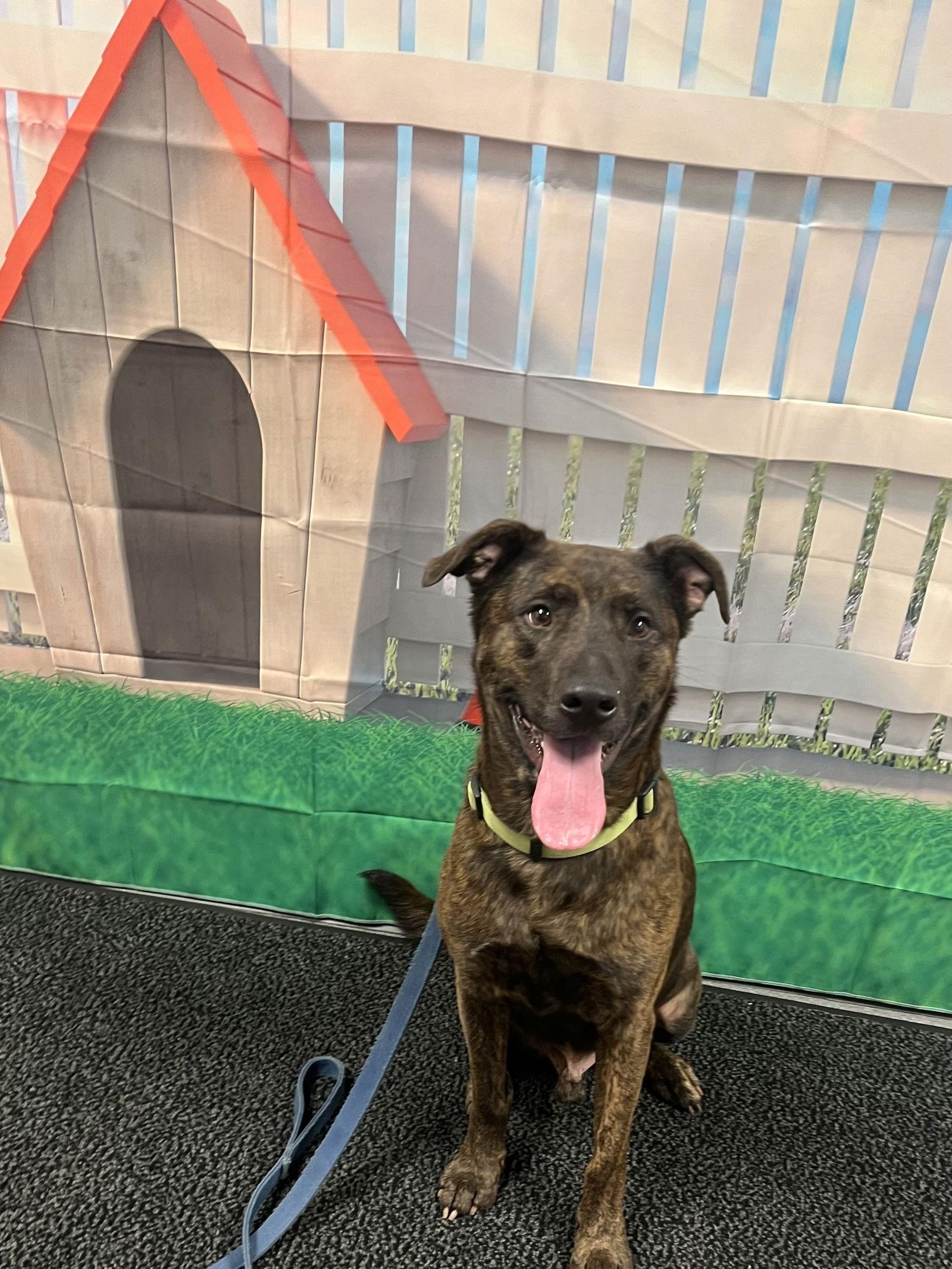 Boone Dok thumbnail 2