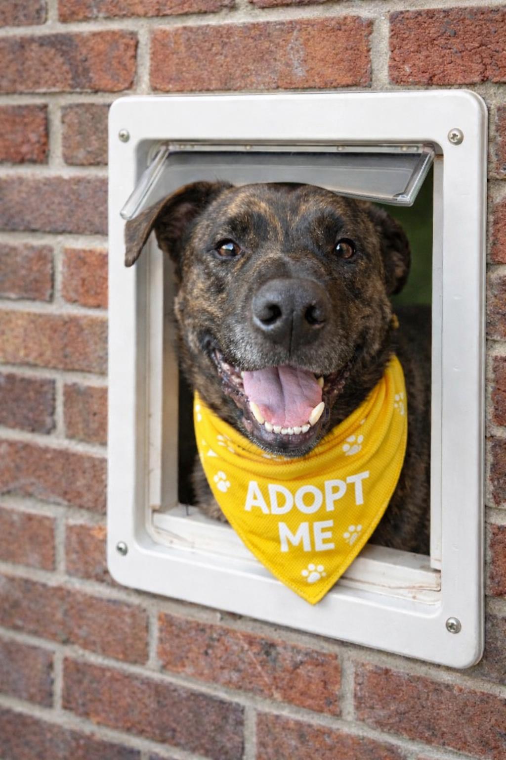 Boone Dok thumbnail 3