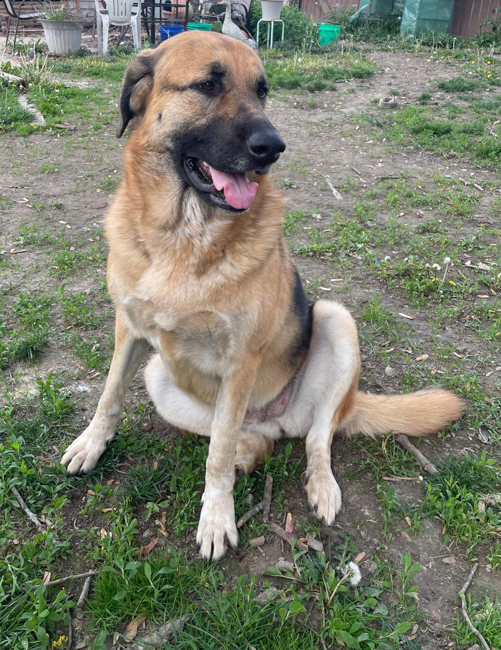 Enlarge Adera, a Adoptable mixed breed in Columbus, IN image 2/6
