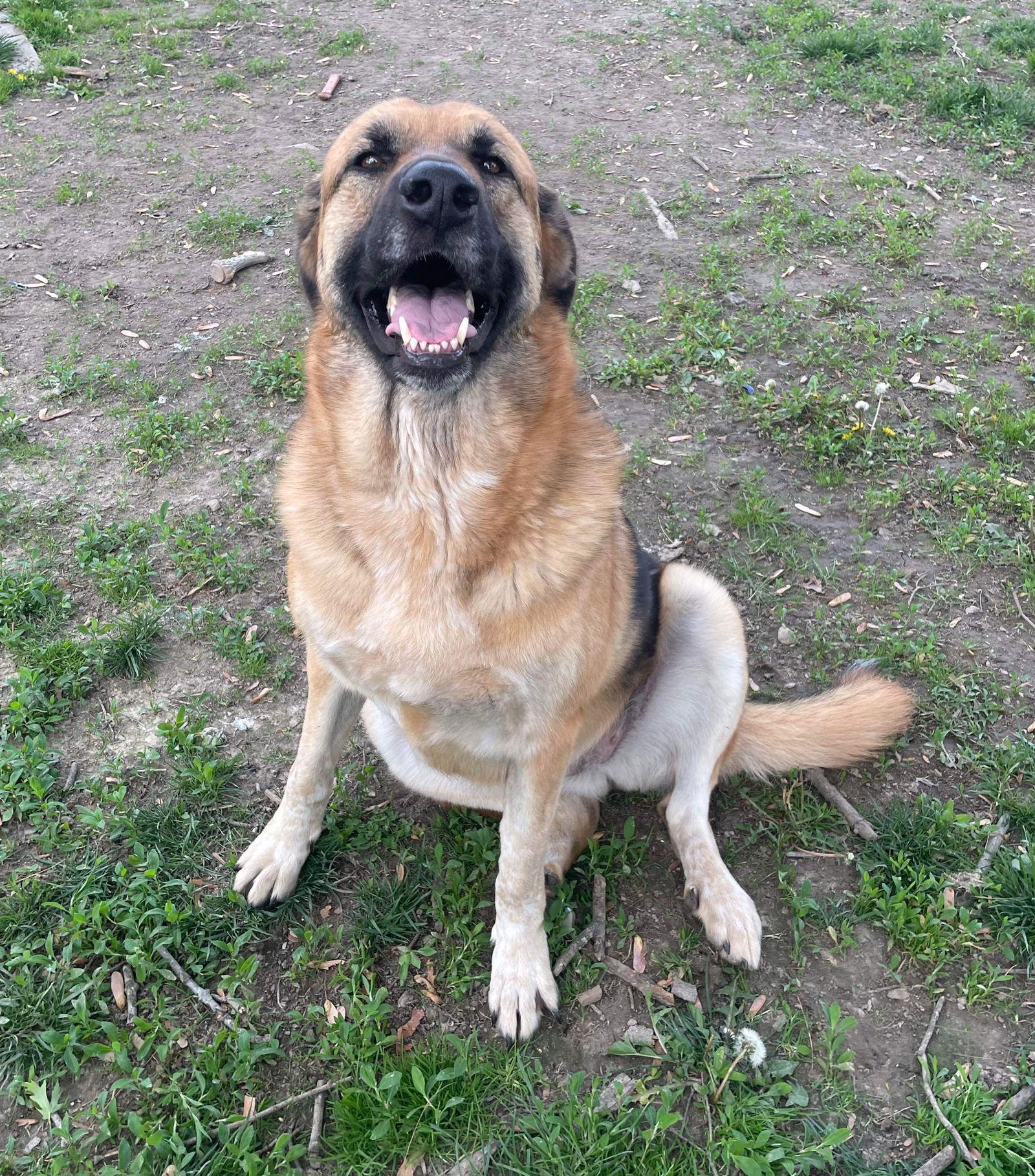 Enlarge Adera, a Adoptable mixed breed in Columbus, IN image 3/6