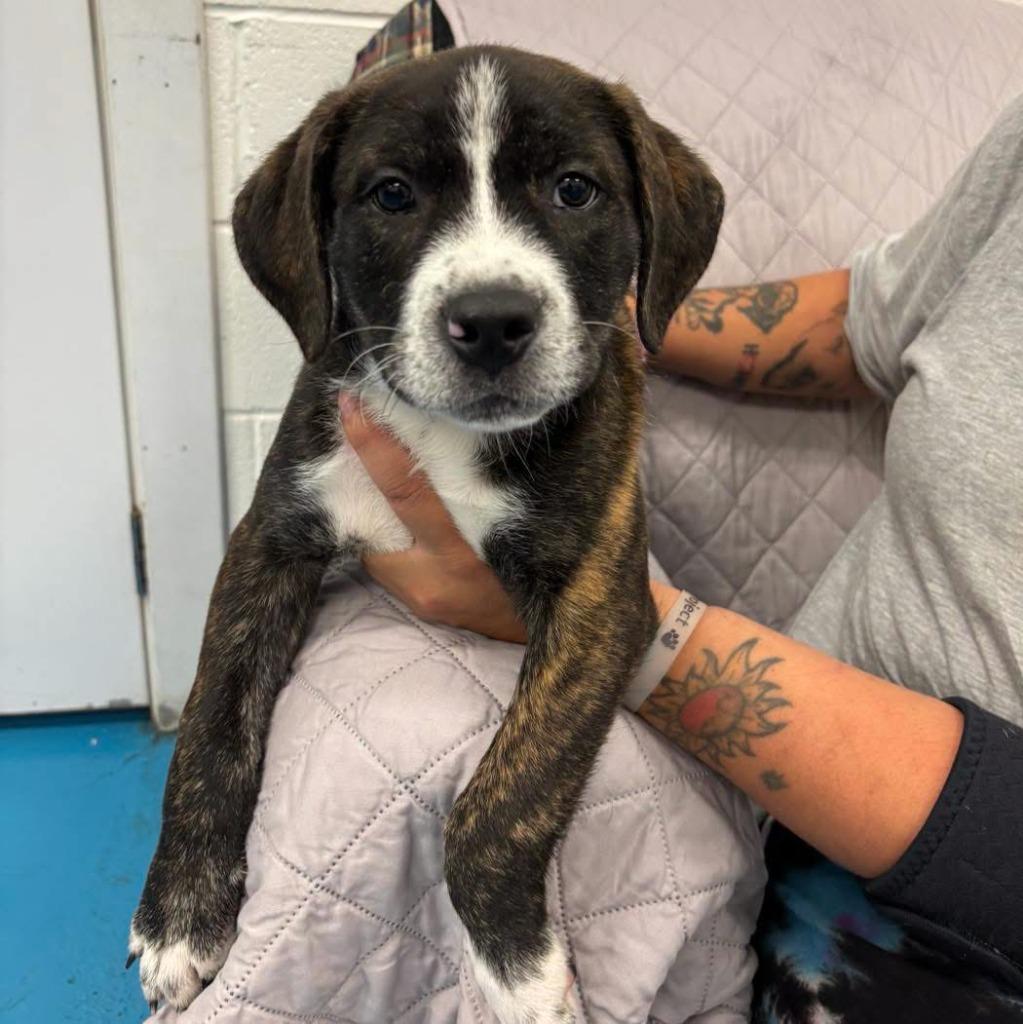 Rascal, Adoptable, Puppy Male Labrador Retriever.