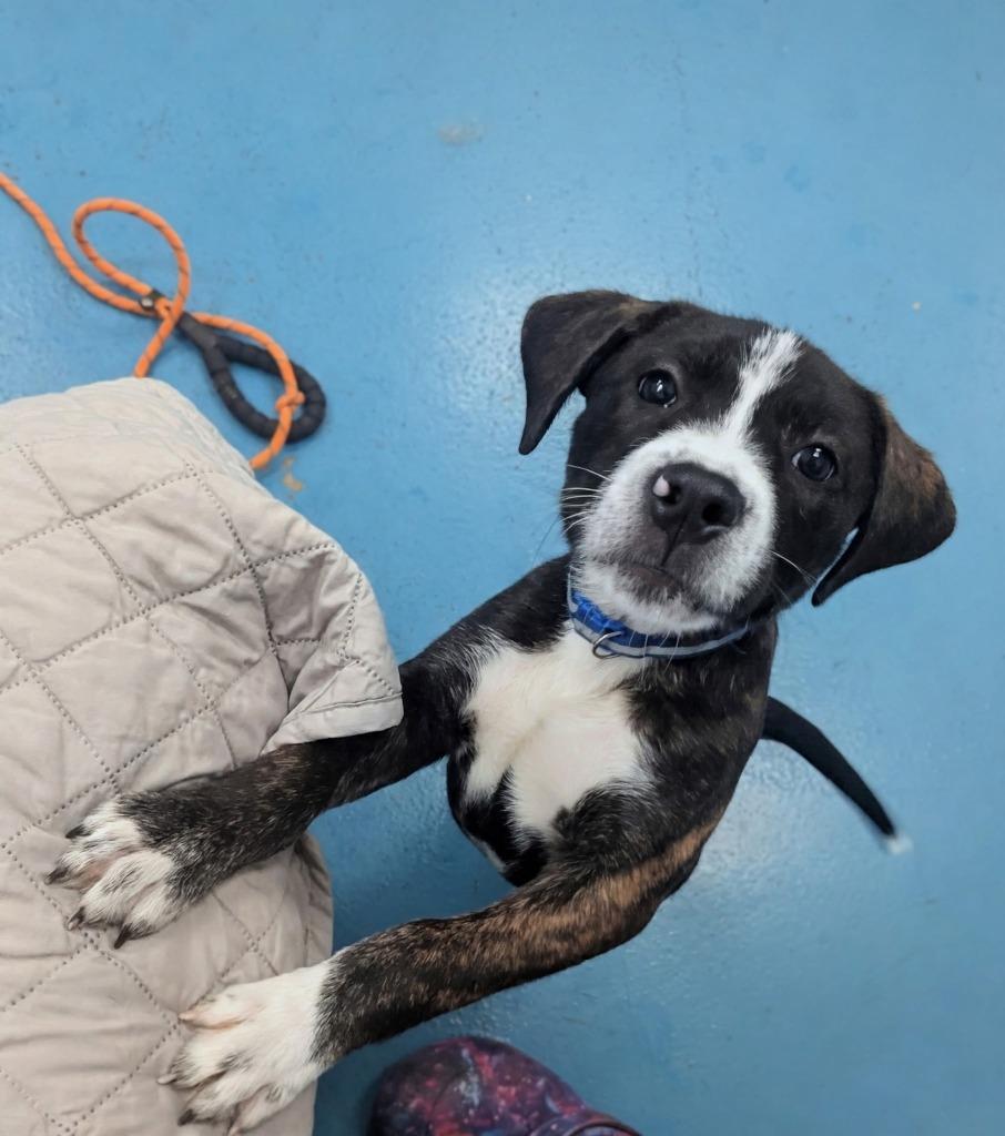Enlarge Rascal, a Adoptable Labrador Retriever in Muskegon, MI image 4/4
