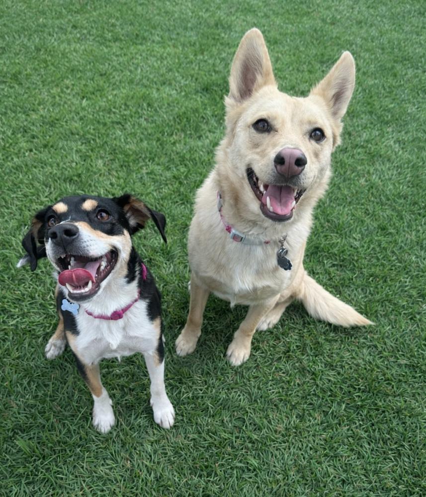 Enlarge Hazel, a Adoptable mixed breed in Carrollton, VA image 1/3
