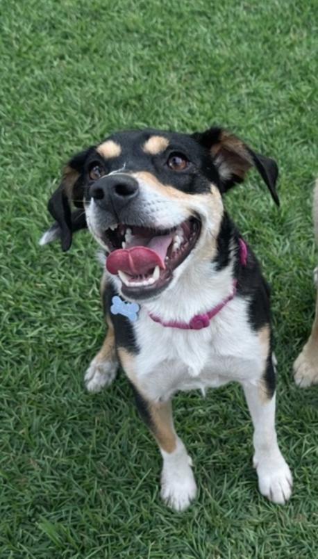 Enlarge Hazel, a Adoptable mixed breed in Carrollton, VA image 3/3