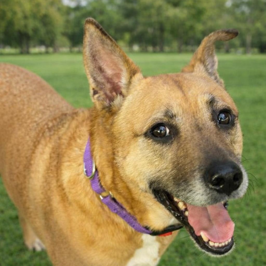 Bella is a Sweet, Lovable 6 year old Calm gal that's PERFECT in every way!
