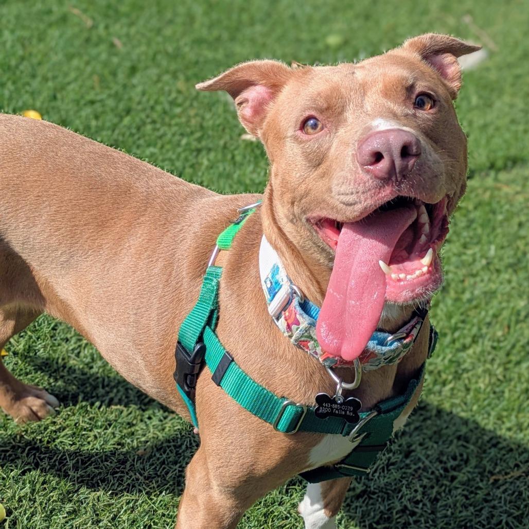 Genevieve Gremlin, Adoptable, Adult Female Pit Bull Terrier.