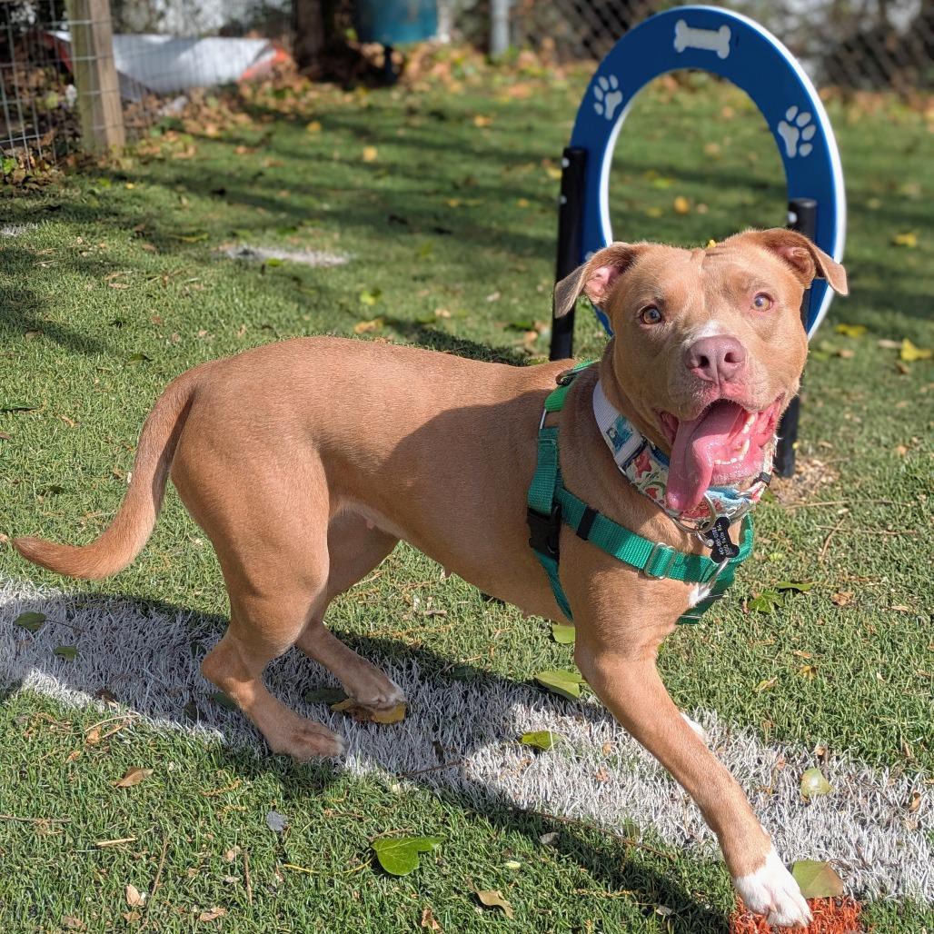 Genevieve Gremlin, Adoptable, Adult Female Pit Bull Terrier.