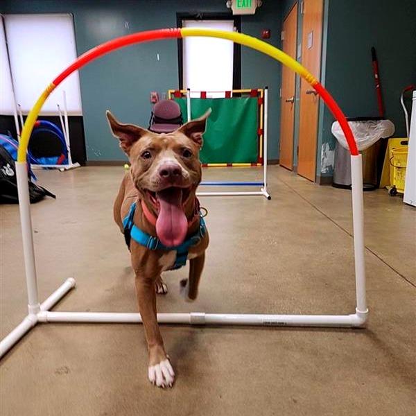 Enlarge Genevieve Gremlin, a Adoptable Pit Bull Terrier in Baltimore, MD image 3/4