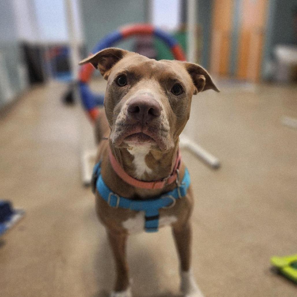 Enlarge Genevieve Gremlin, a Adoptable Pit Bull Terrier in Baltimore, MD image 4/4