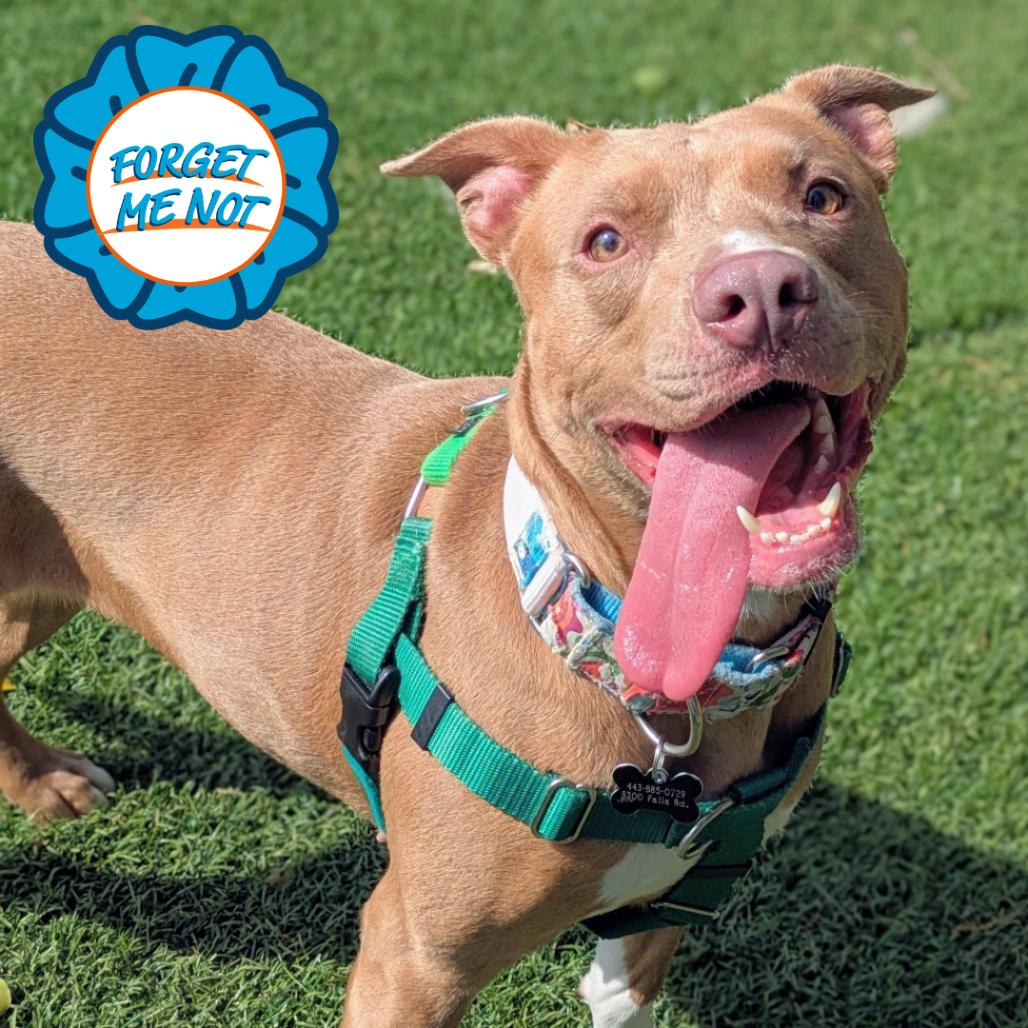Enlarge Genevieve Gremlin, a Adoptable Pit Bull Terrier in Baltimore, MD image 4/4