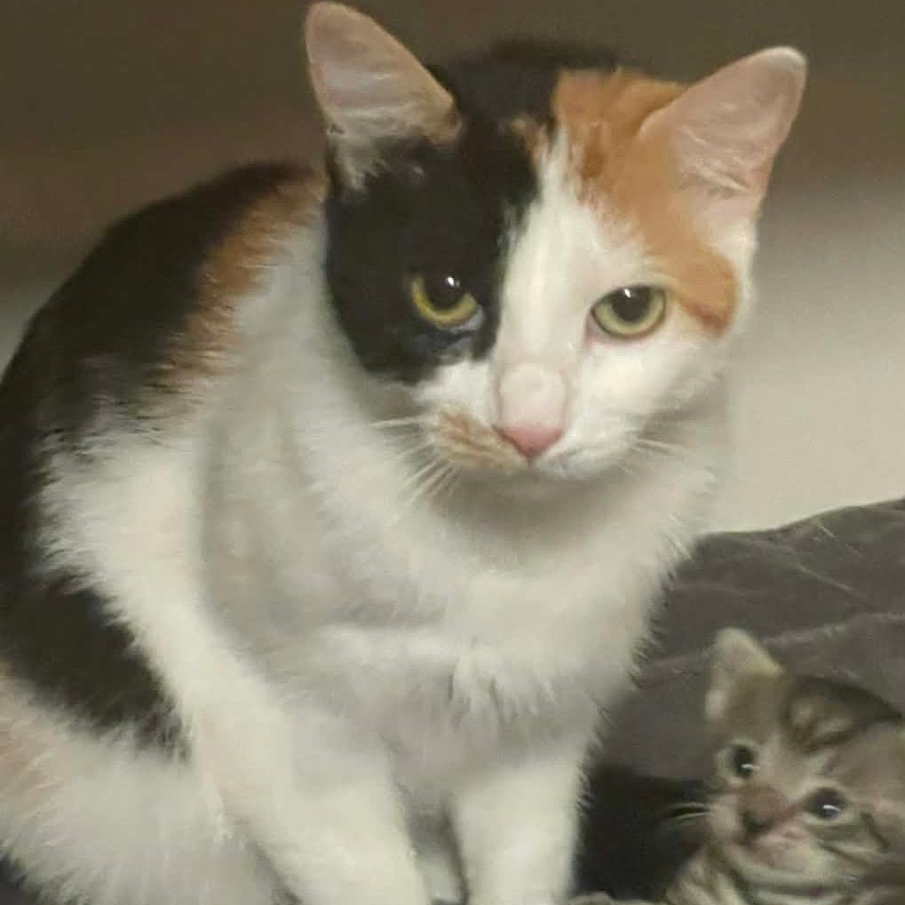 Callie, a Adoptable Domestic Short Hair in Katy, TX image 2/2