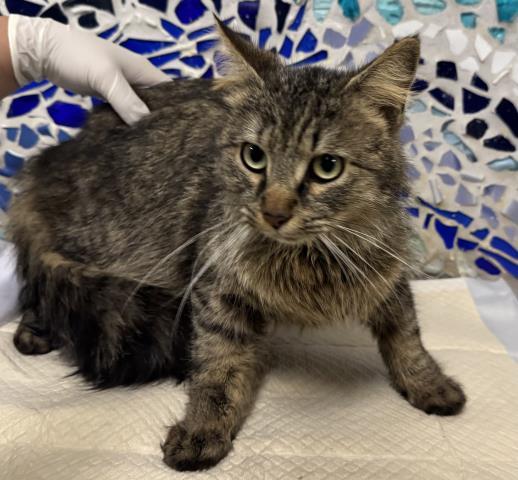 ARISTOTLE, Adoptable, Young Male Domestic Medium Hair.