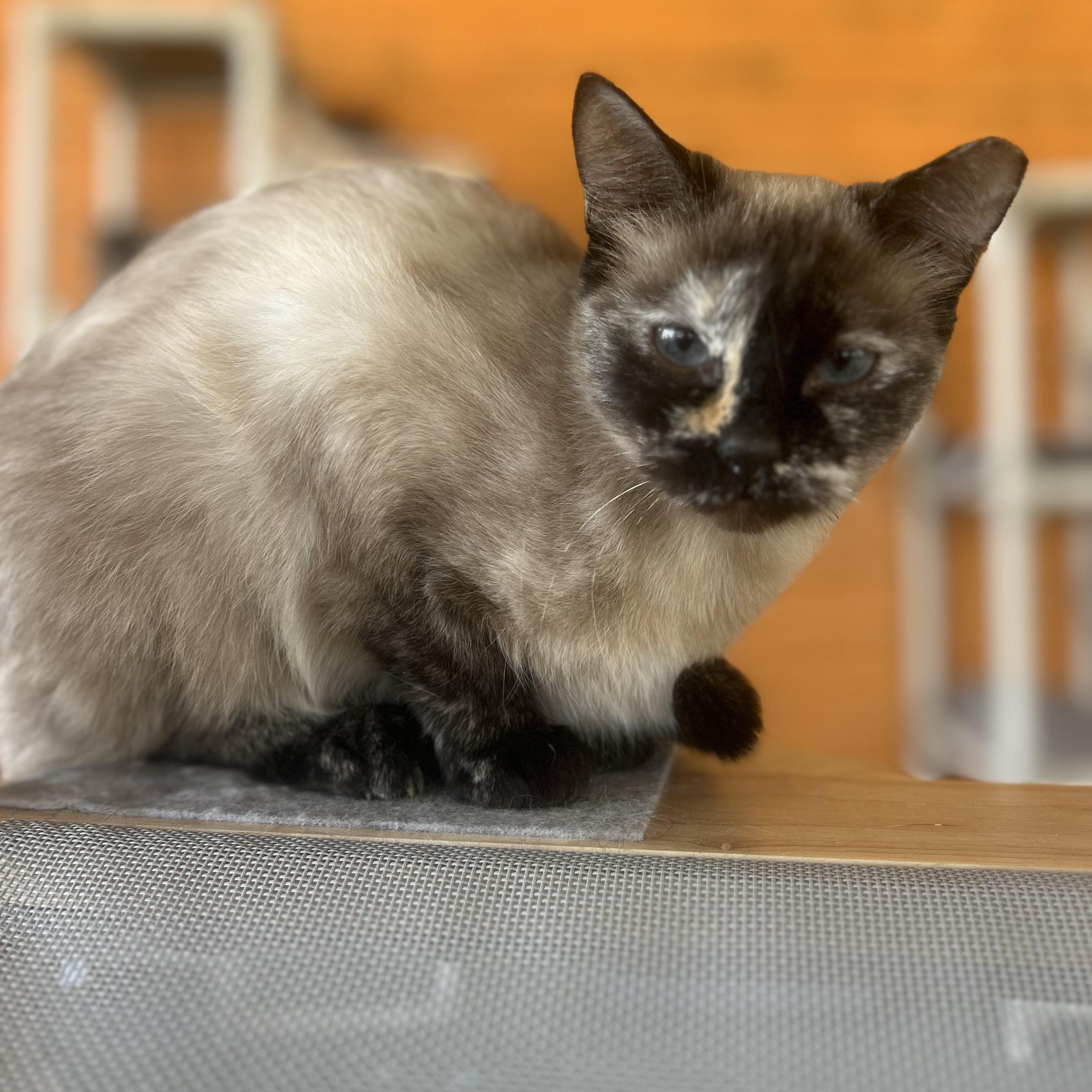 Enlarge Reese, a Adoptable mixed breed in Madison Heights, MI image 1/4