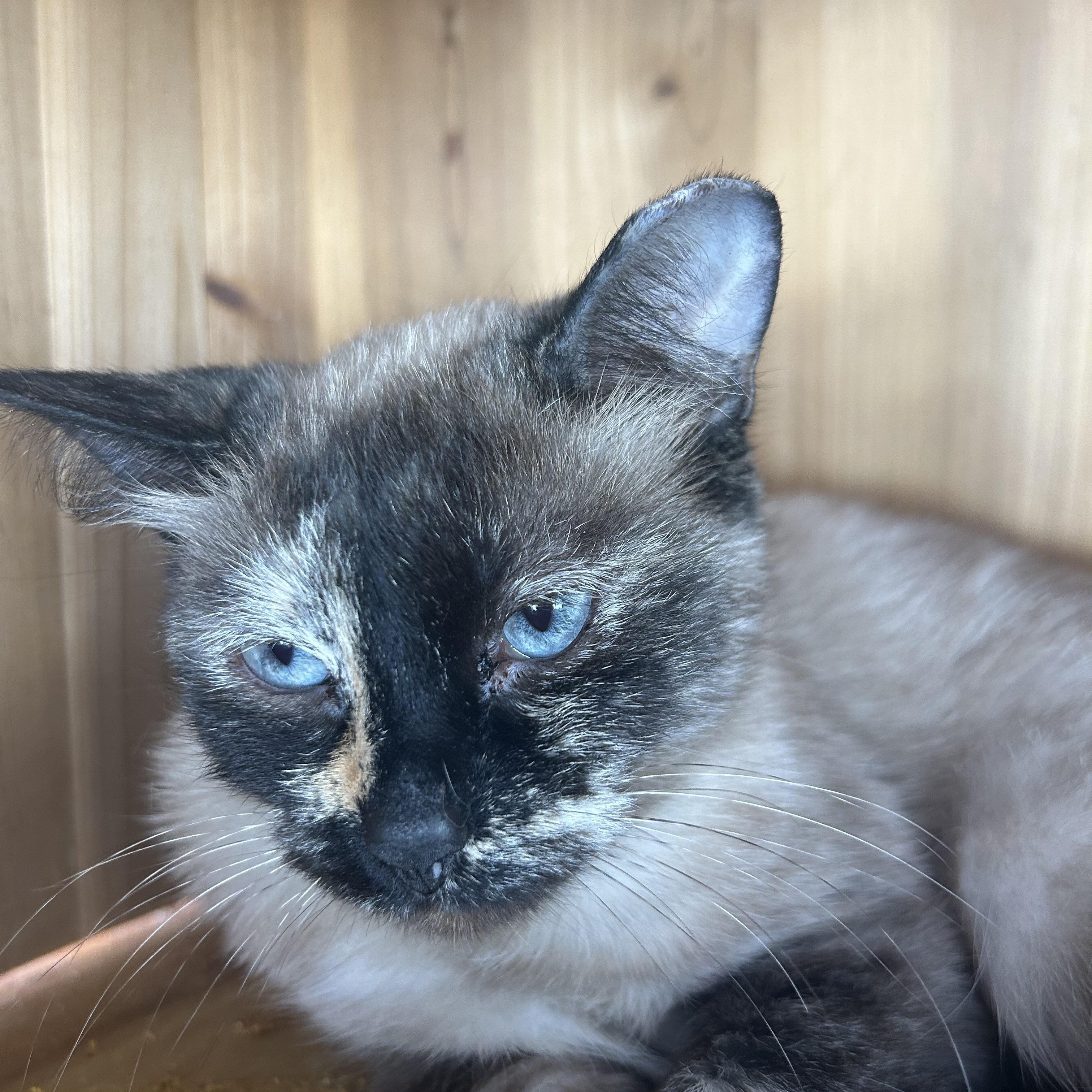 Enlarge Reese, a Adoptable mixed breed in Madison Heights, MI image 2/3