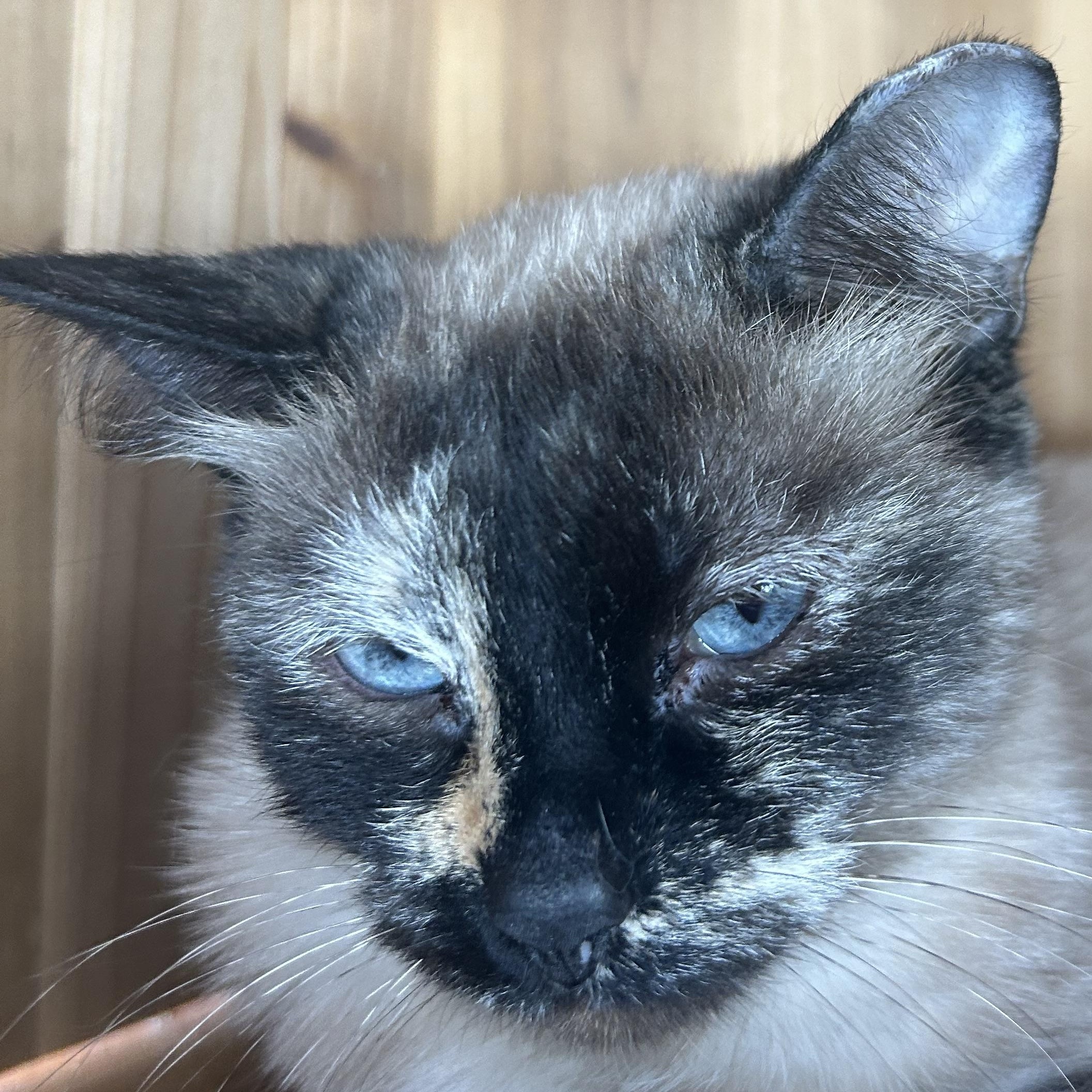 Enlarge Reese, a Adoptable mixed breed in Madison Heights, MI image 1/3