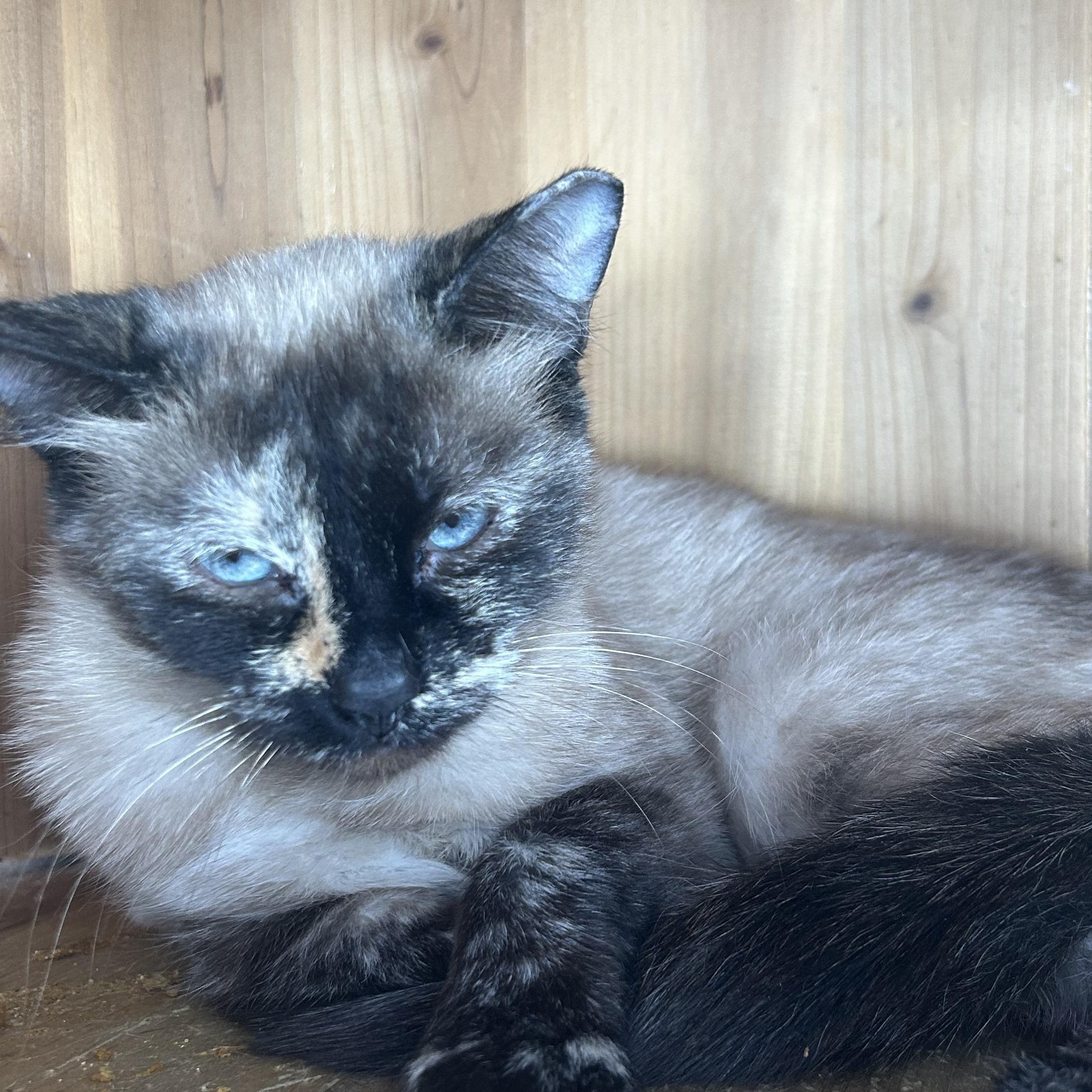 Enlarge Reese, a Adoptable mixed breed in Madison Heights, MI image 3/3