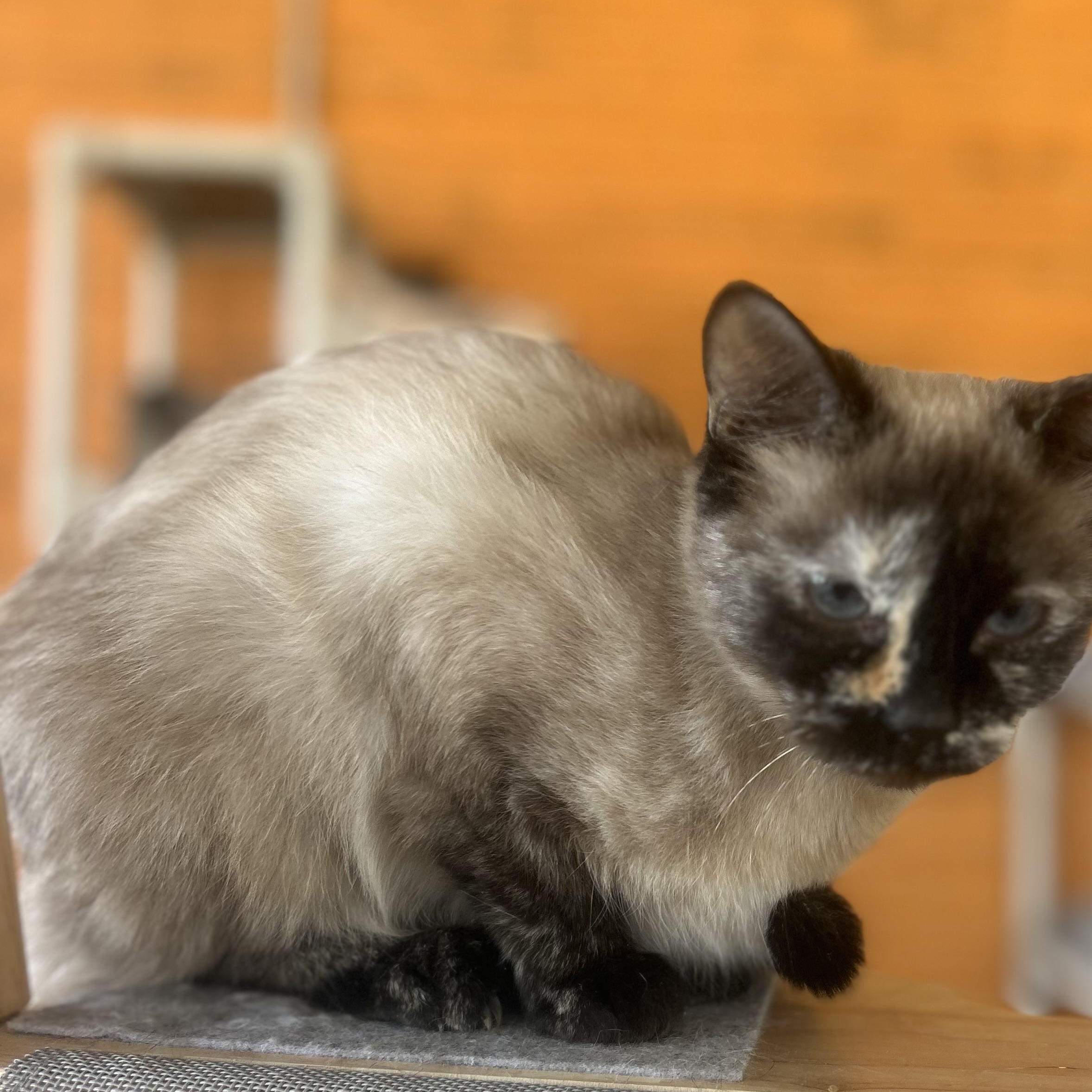 Enlarge Reese, a Adoptable mixed breed in Madison Heights, MI image 3/4