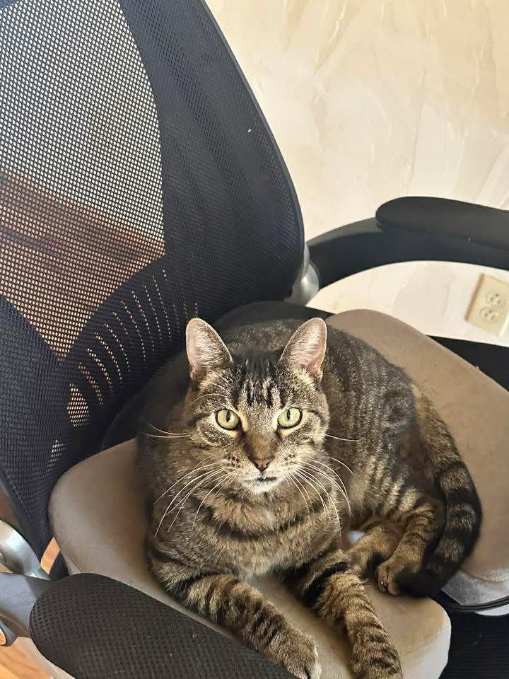 Enlarge Cubby, a ADOPTABLE Domestic Short Hair in Mason City, IL image 1/4