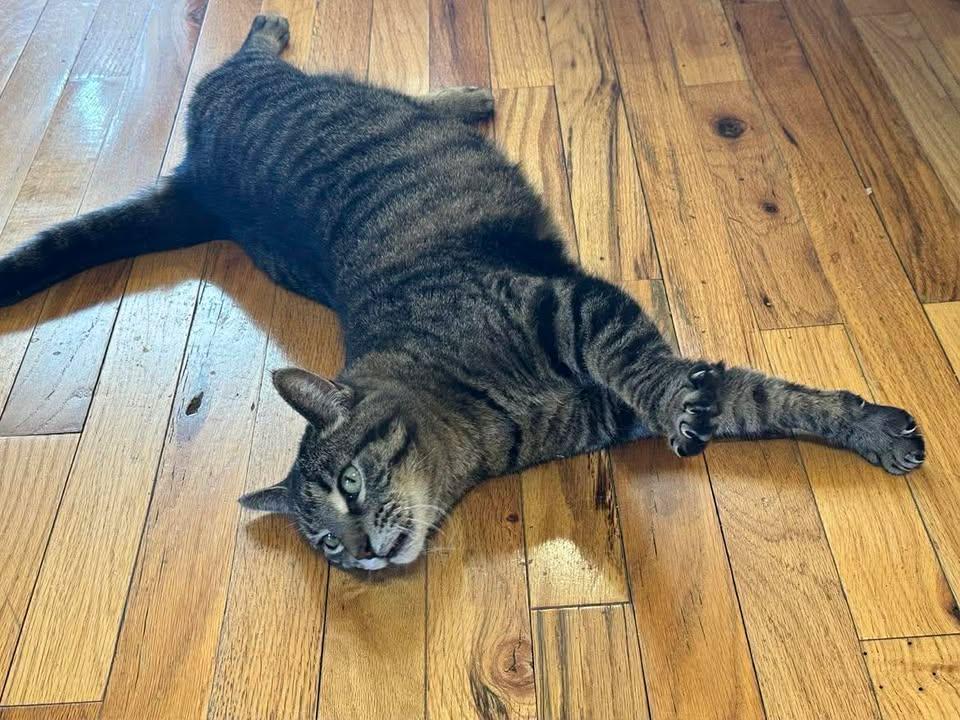 Enlarge Cubby, a ADOPTABLE Domestic Short Hair in Mason City, IL image 2/4