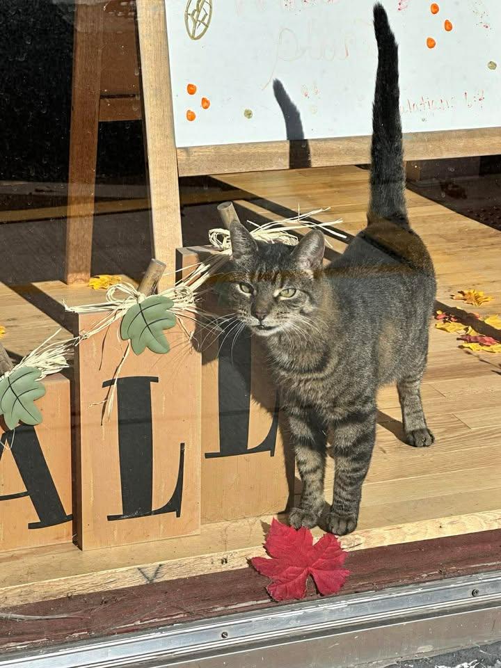 Enlarge Cubby, a ADOPTABLE Domestic Short Hair in Mason City, IL image 4/4