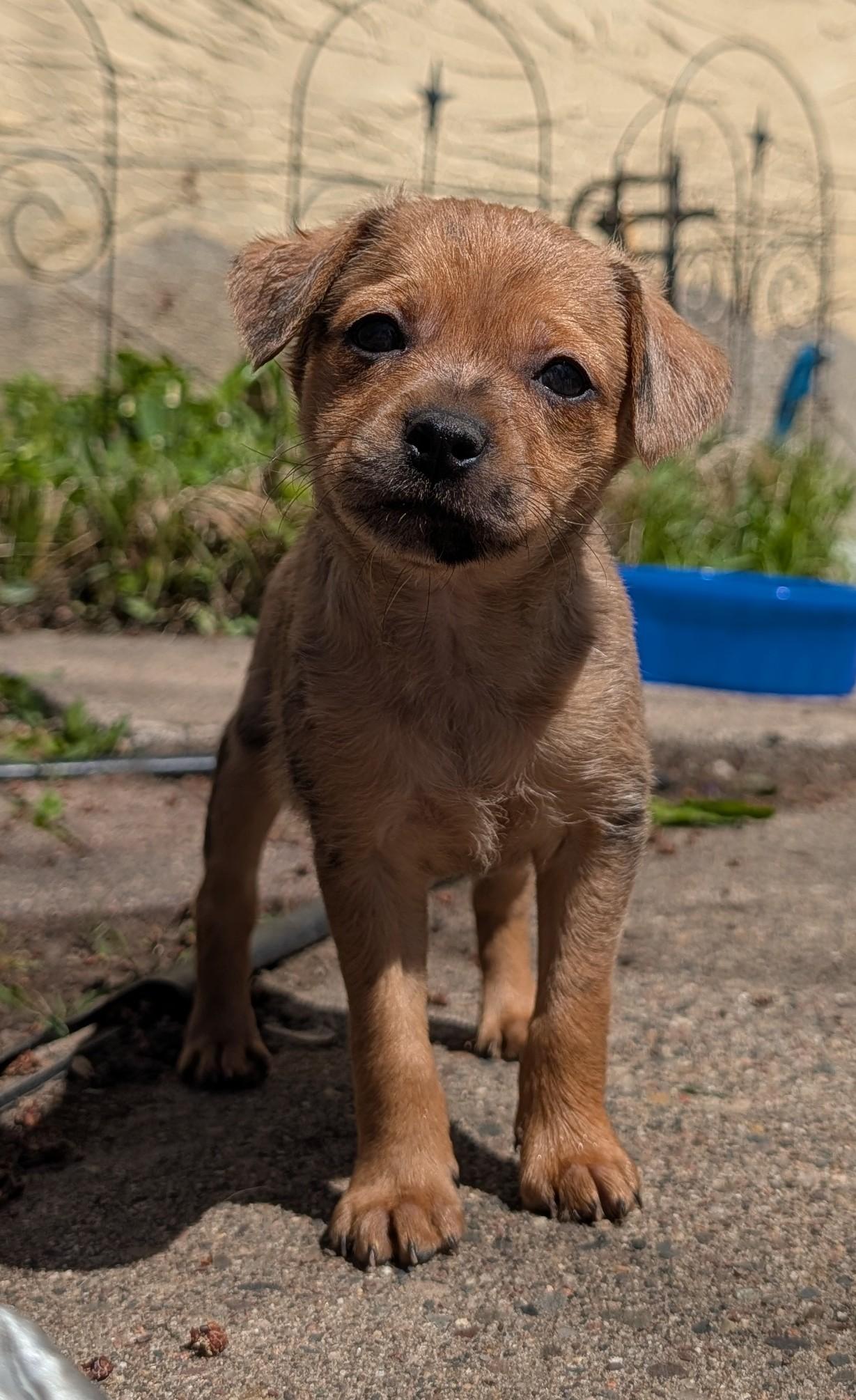 Enlarge Flora, a Adoptable mixed breed in Minneapolis, MN image 4/5