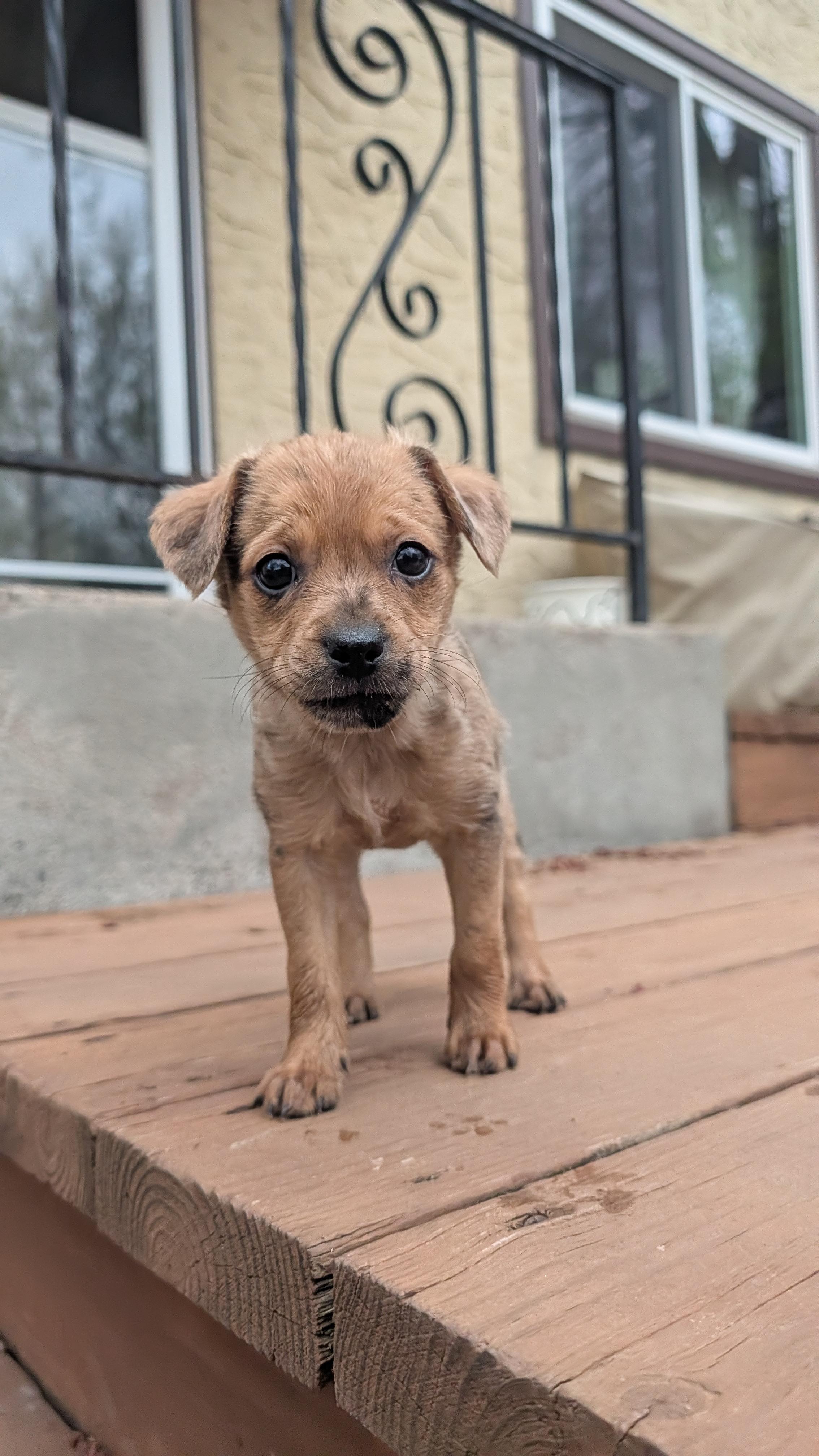 Enlarge Flora, a Adoptable mixed breed in Minneapolis, MN image 5/5