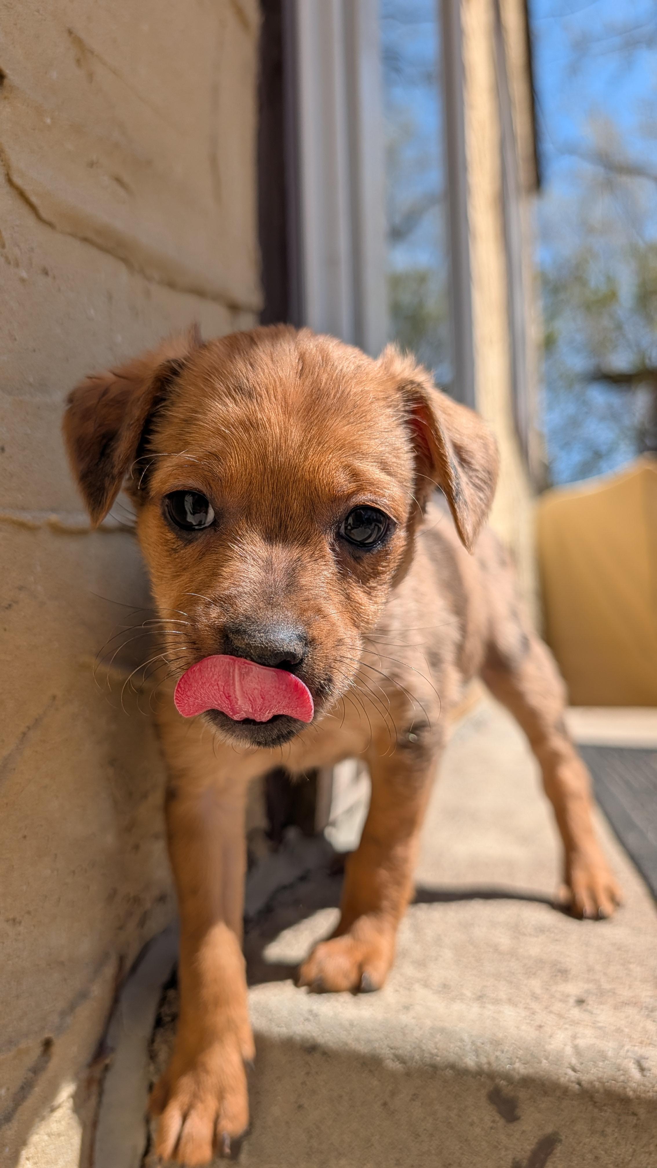 Enlarge Flora, a Adoptable mixed breed in Minneapolis, MN image 2/5