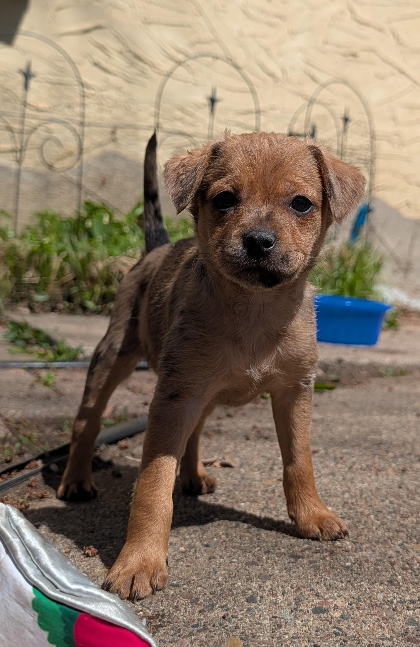 Enlarge Flora, a Adoptable mixed breed in Minneapolis, MN image 3/5