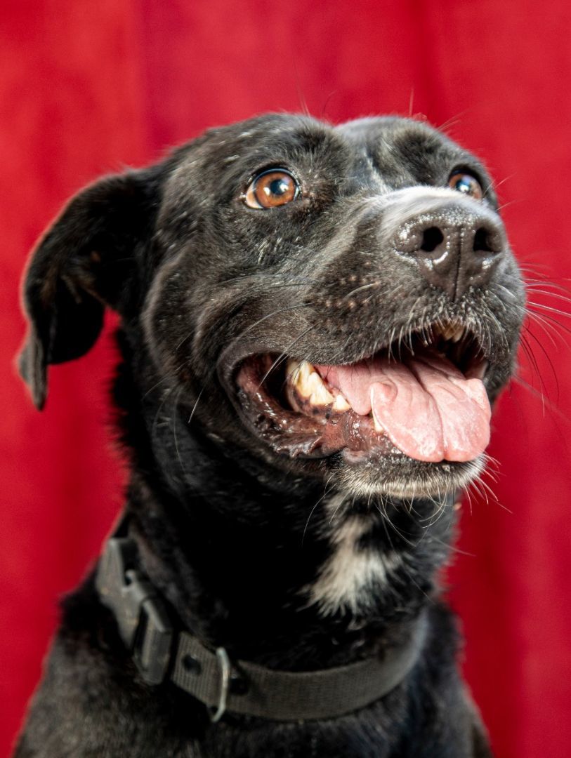 Enlarge Tina, a Adoptable mixed breed in Las Jarretaderas, NAY image 5/6