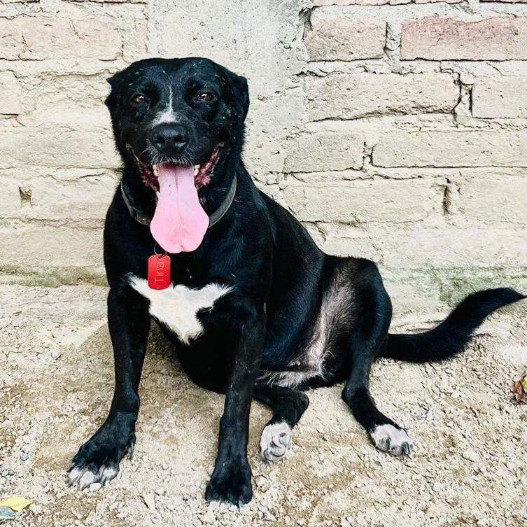 Enlarge Tina, a Adoptable mixed breed in Las Jarretaderas, NAY image 3/6