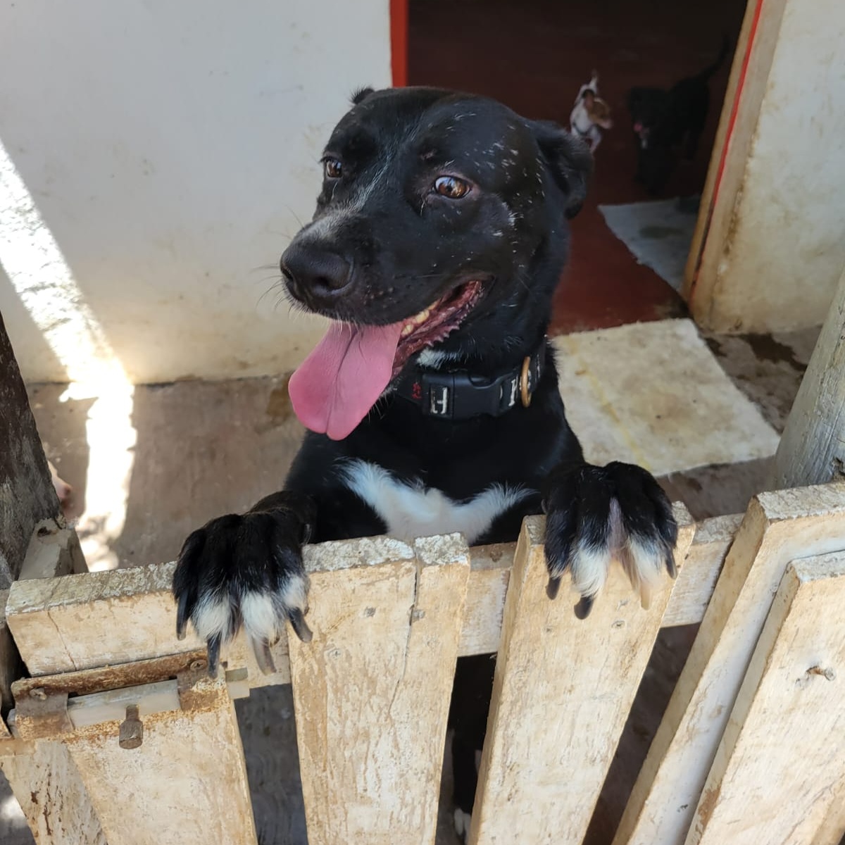 Enlarge Tina, a Adoptable mixed breed in Las Jarretaderas, NAY image 6/6
