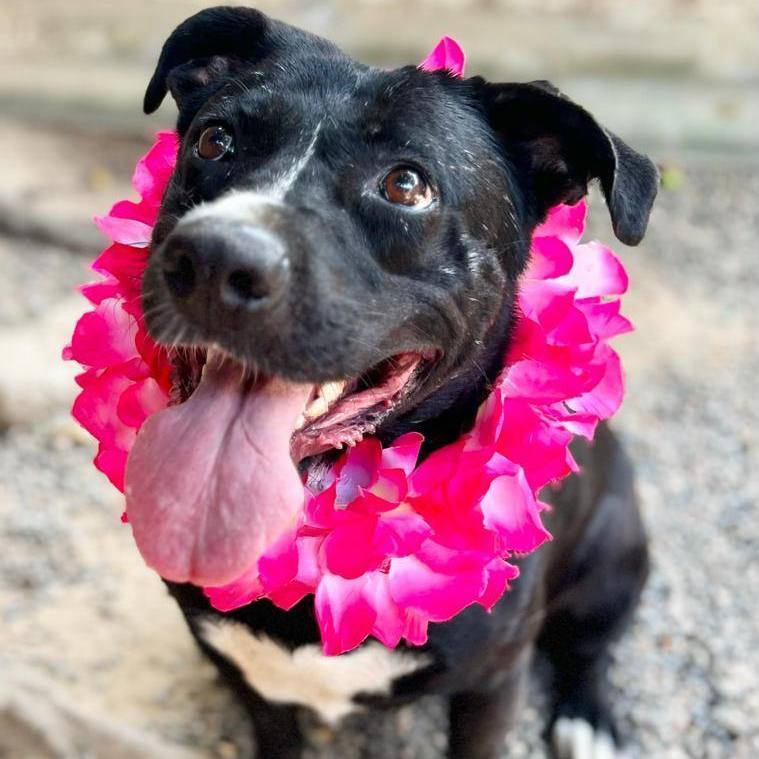 Enlarge Tina, a Adoptable mixed breed in Las Jarretaderas, NAY image 2/6