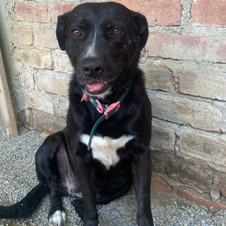 Enlarge Tina, a Adoptable mixed breed in Las Jarretaderas, NAY image 1/6