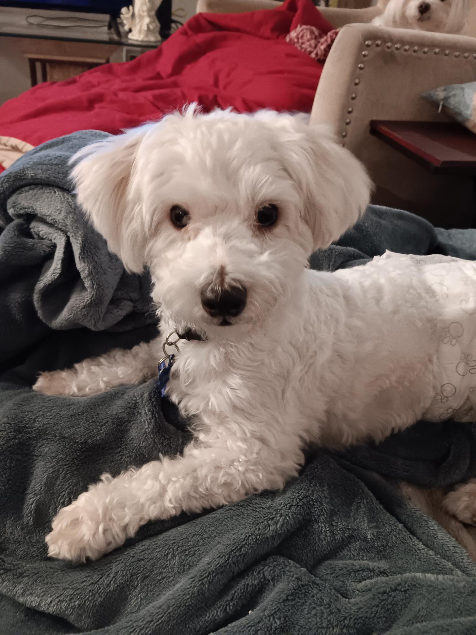 Enlarge Ernie #546, a Adoptable Maltese in Placentia, CA image 1/1