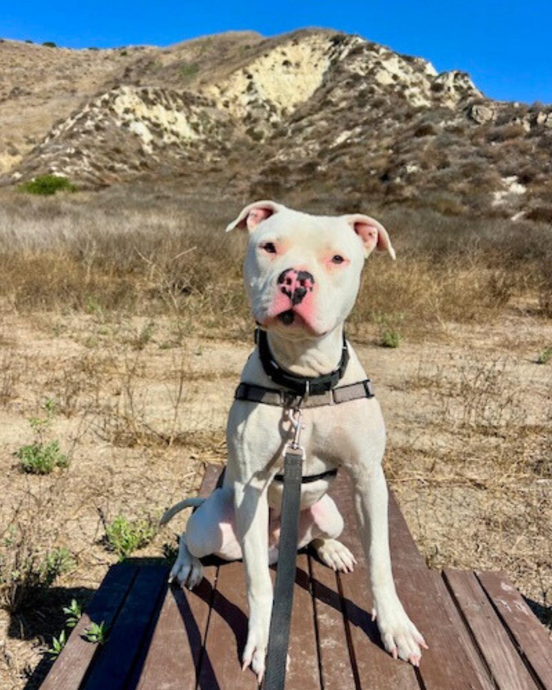Enlarge Loki, a Adoptable American Staffordshire Terrier in Valley Village, CA image 5/6