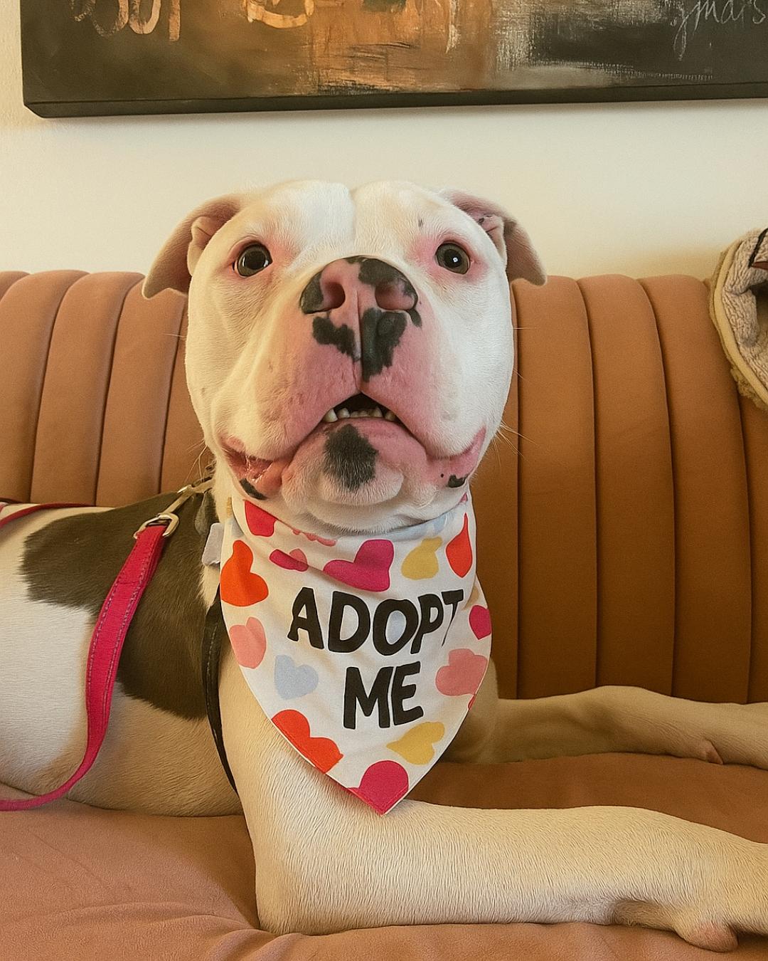 Loki, Adoptable, Young Male American Staffordshire Terrier.