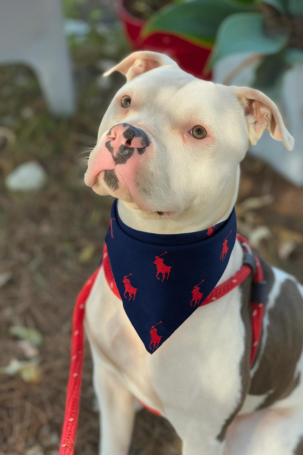 Enlarge Loki, a Adoptable American Staffordshire Terrier in Valley Village, CA image 4/6