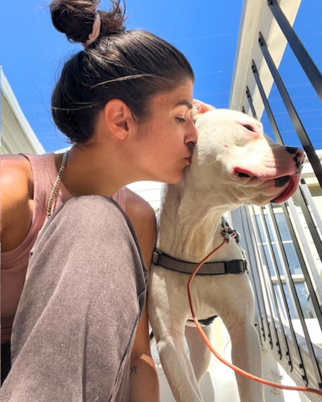 Enlarge Loki, a Adoptable American Staffordshire Terrier in Valley Village, CA image 2/6