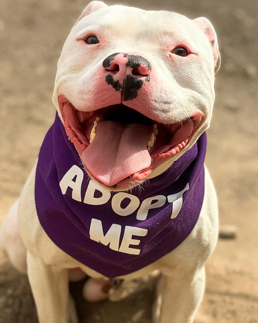 Enlarge Loki, a Adoptable American Staffordshire Terrier in Valley Village, CA image 3/6
