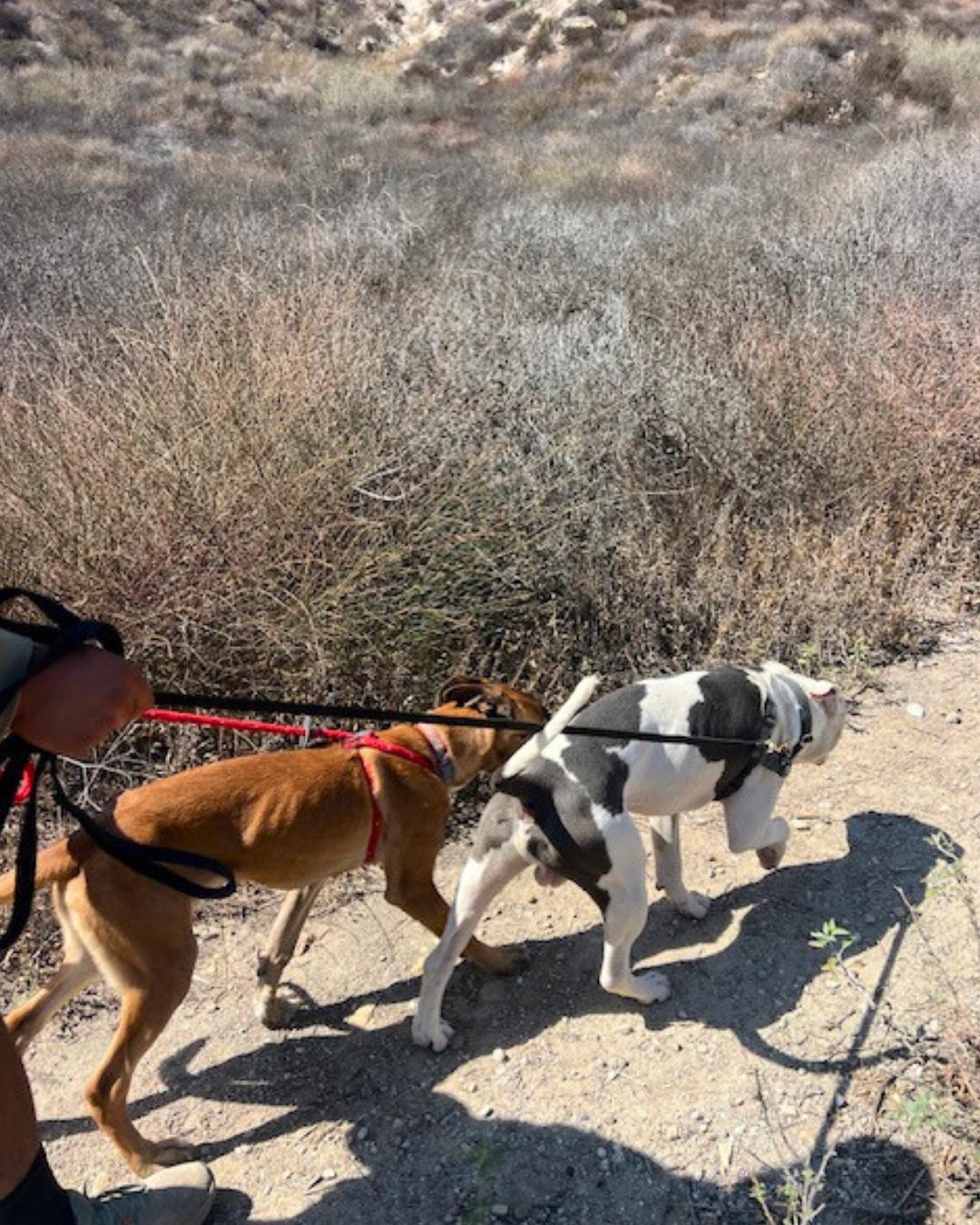 Enlarge Loki, a Adoptable American Staffordshire Terrier in Valley Village, CA image 6/6