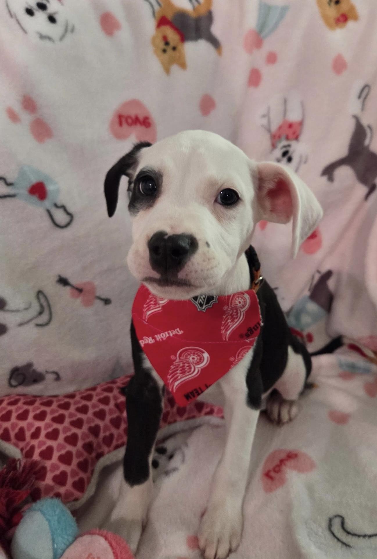 Jethro , ADOPTABLE, Puppy Male Labrador Retriever & Boxer.