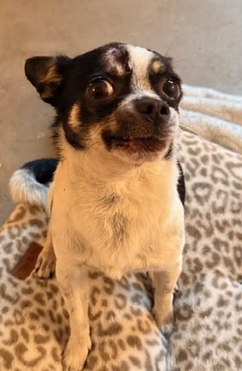 Enlarge Jefé, a ADOPTABLE mixed breed in Santa Rosa, CA image 4/6