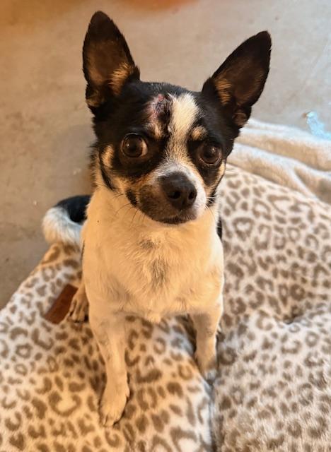 Enlarge Jefé, a ADOPTABLE mixed breed in Santa Rosa, CA image 6/6