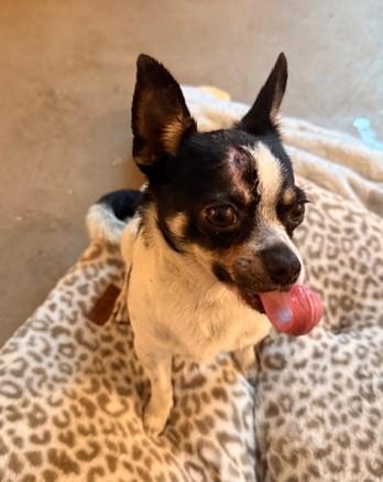 Enlarge Jefé, a ADOPTABLE mixed breed in Santa Rosa, CA image 3/6